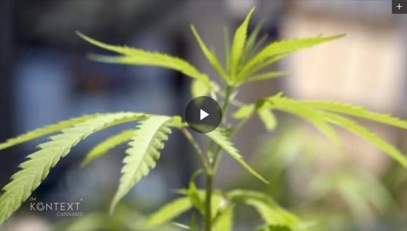 cannabis-im-rezept-kameramann-marcel-lehmann